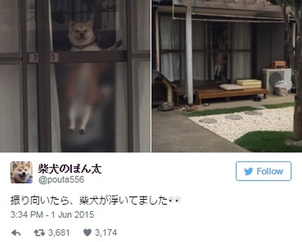 21. Наверное, это новая порода. Летающая сиба-ину.