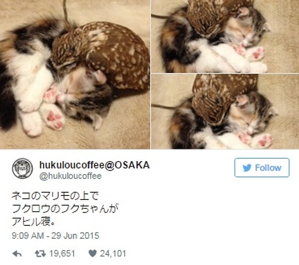 18. Птицы и коты – друзья на веки.