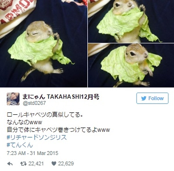 23. Маскировка под капусту.