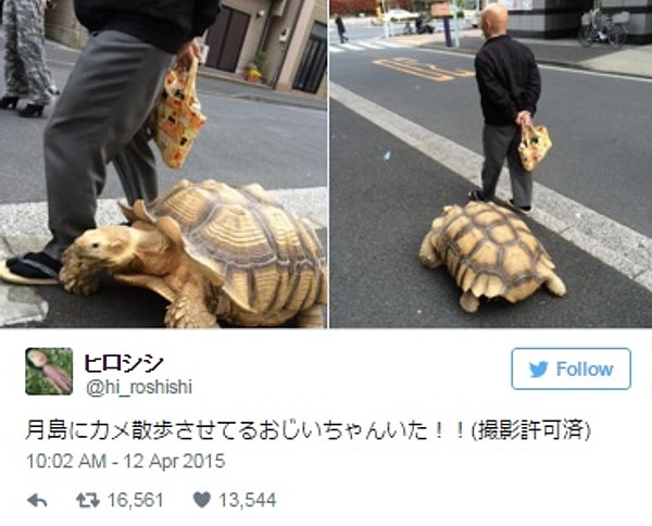 24. Черепашка выгуливает своего старого приятеля.