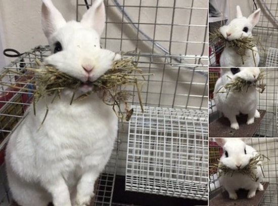 29 кавайных фото животных из японского Твиттера