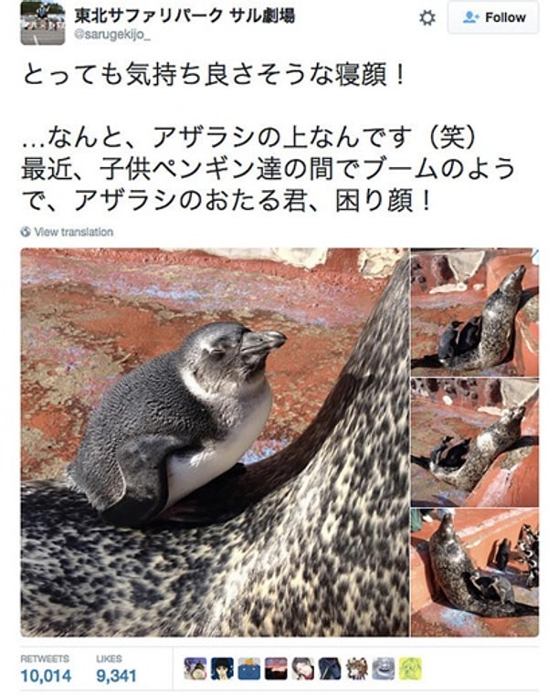 28. Тюлень – лучший друг пингвинов! Ведь на нем можно поспать.