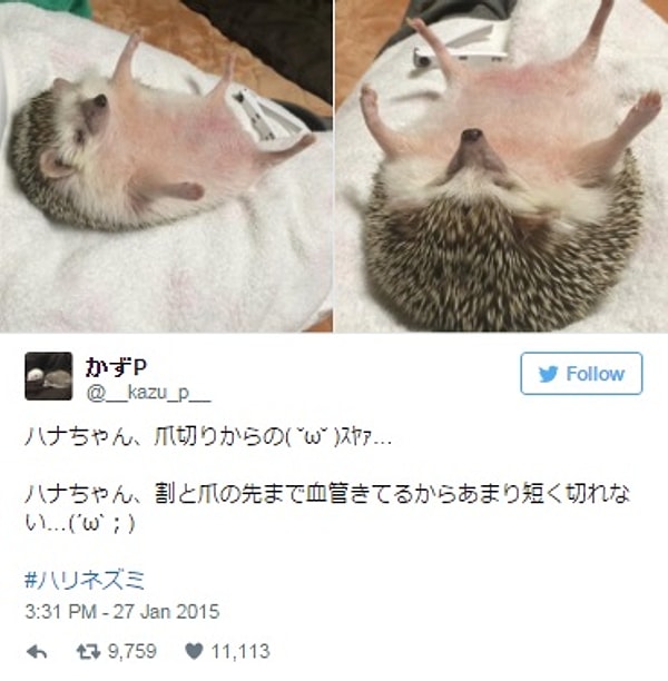 27. Педикюр для ежика.