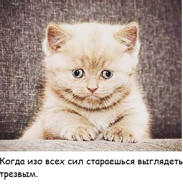 5. Пришел домой навеселе, а там родители: