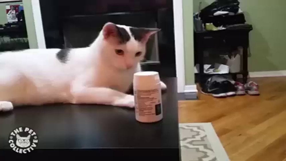 Работают профессионалы: кошка старается незаметно для всех сбросить со стола предметы