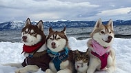 3 Husky ile Ölmekten Son Anda Kurtardıkları Kedinin İmrendiren Arkadaşlığı