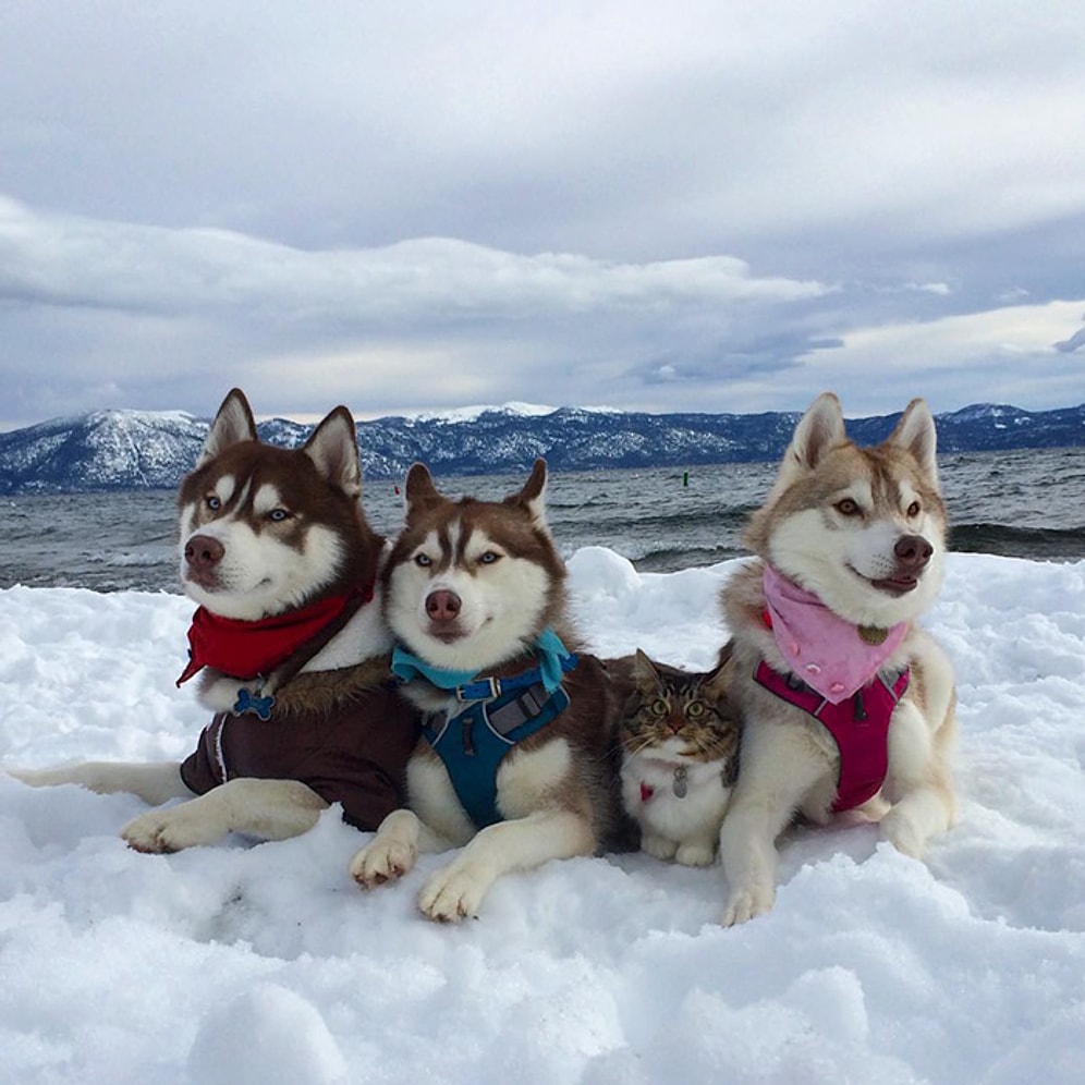 3 Husky ile Ölmekten Son Anda Kurtardıkları Kedinin İmrendiren Arkadaşlığı