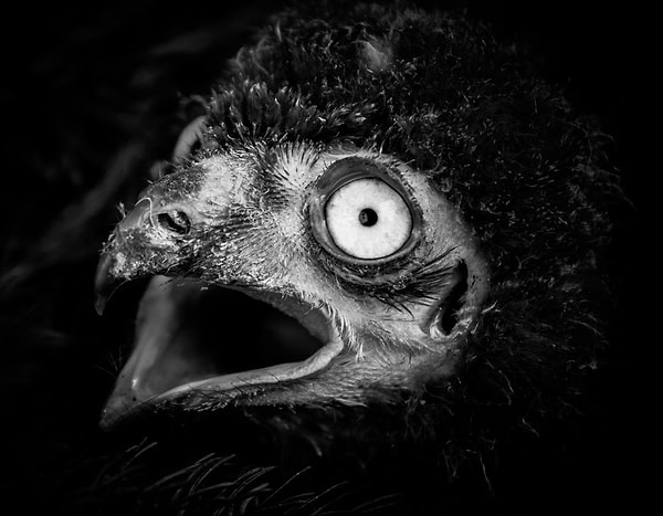 Что?!! Опять понедельник?!!