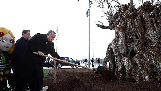 Bin Yıllık Zeytin Ağacını Söküp, 'İnşallah Tutar' Diyerek Antalya’ya Diktiler