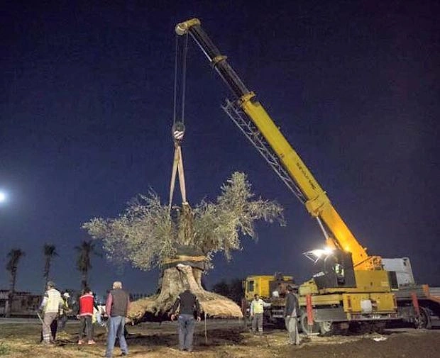 Bin Yıllık Zeytin Ağacını Söküp, 'İnşallah Tutar' Diyerek Antalya’ya Diktiler