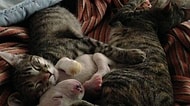 Kedilerin Sevgisi, Annesi ve Kardeşlerinin Patisini Yediği Yavru Köpeği İyileştirdi!