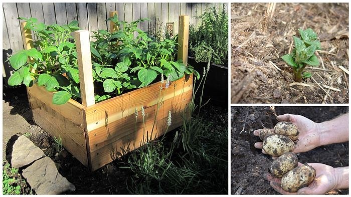 Evinizin Balkonunda Kilolarca Patates Hasat Etmenizi Sağlayacak 5 Adım