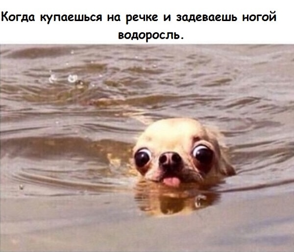 10. Это точно водяная чупакабра!