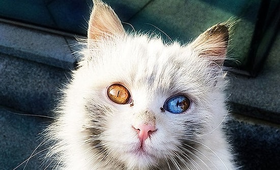 Целая Вселенная в глазах у кошек