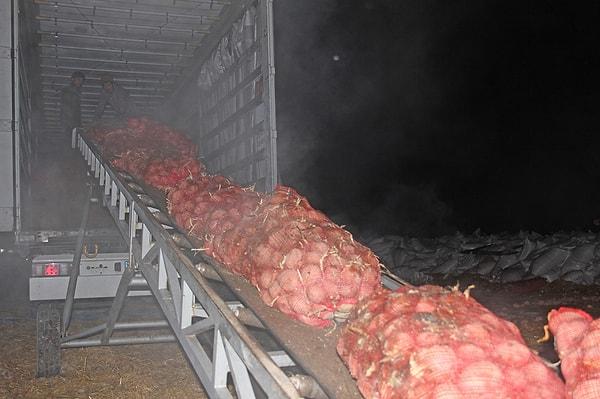 Çimlenmiş 52 Ton Patates TIR'lara Yükleniyor