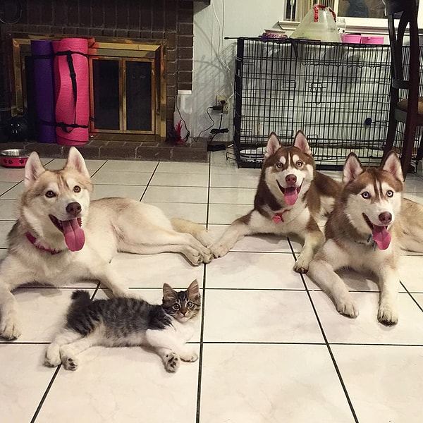 Потому что мы банда.