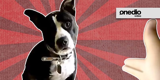 Yaptıkları Ölü Taklitleriyle 'En İyi Oyuncu' Ödülünü Çoktan Alması Gereken 11 Hayvan