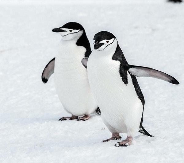 7. Bir erkek penguen bir dişi penguene aşık olduğunda, tüm sahili mükemmel çakıl taşını bulmak için arşınlar ve bu taşı dişisine sunar. Evlilik teklifi gibi değil mi?