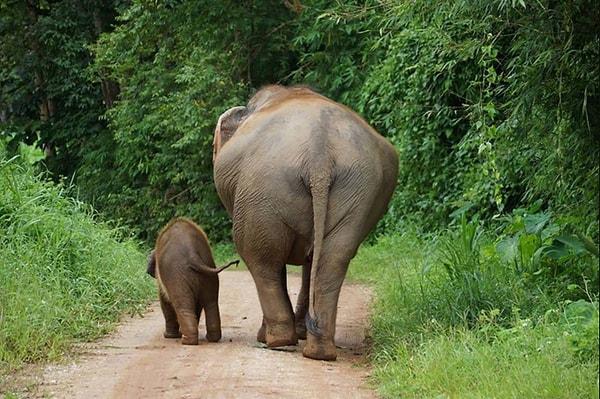 16. Yavru filler, bazen öfke nöbeti geçirir ve kendilerini çamurun içine atarlar.