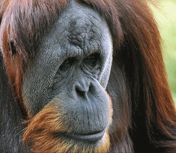 17. San Diego Hayvanat Bahçesi'nde yaşayan Ken Allen isimli bir orangutan, 3 kez hayvanat bahçesinden kaçmayı başarmış.