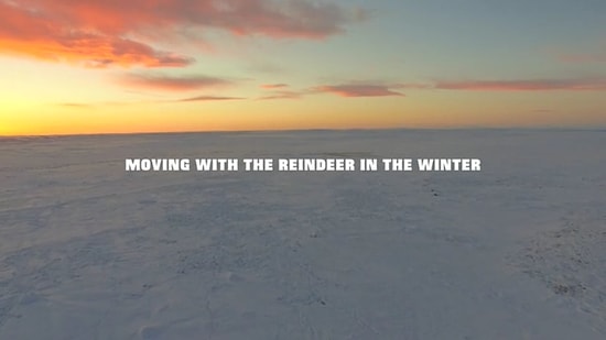 Удивительное зрелище: стада норвежских оленей уходят кочевать...