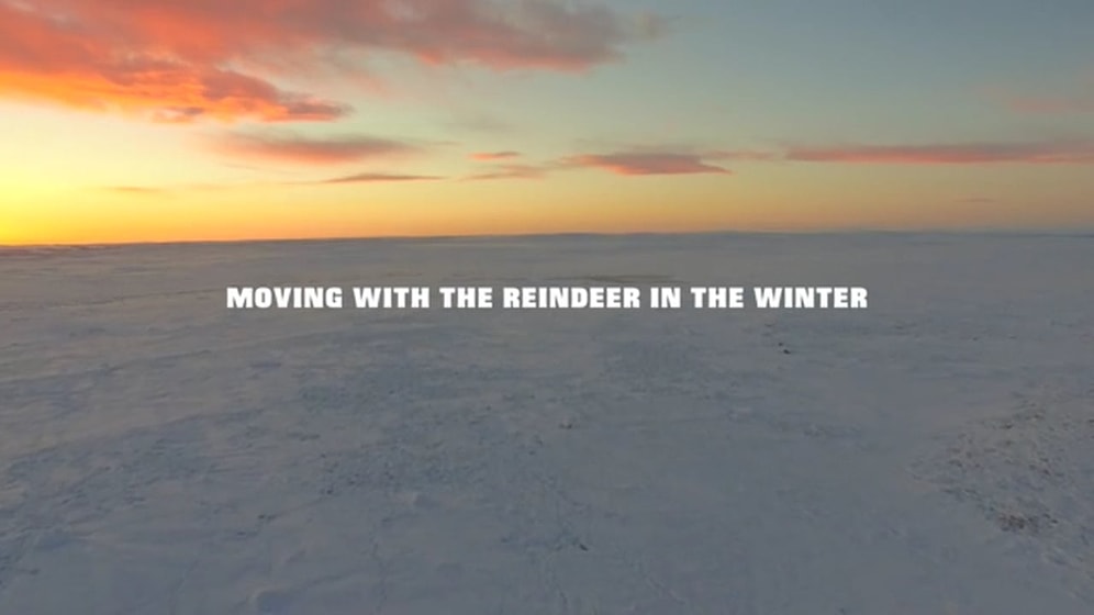 Удивительное зрелище: стада норвежских оленей уходят кочевать...