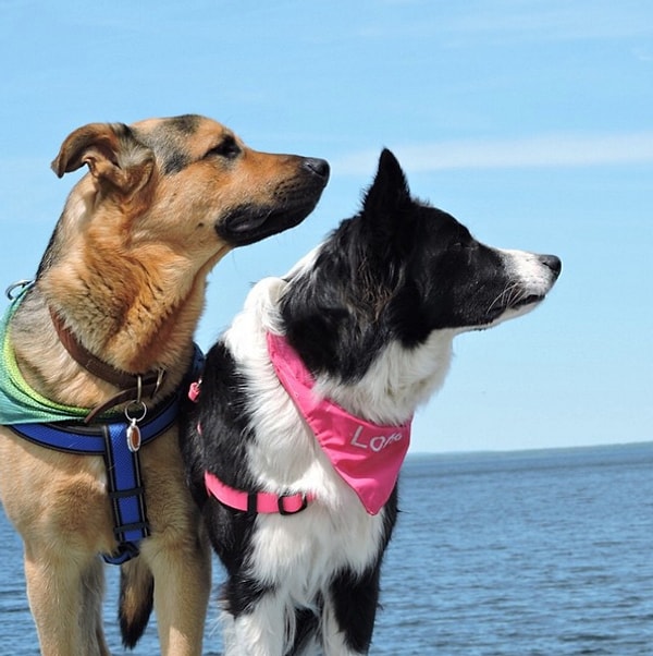 И любоваться пейзажами.