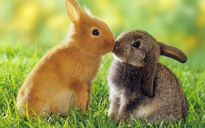 Tavşanlar da Sever: Evcil Kızla Vahşi Oğlanın "Aşk Her Yerde Aşk" Dedirten Dramatik Anları