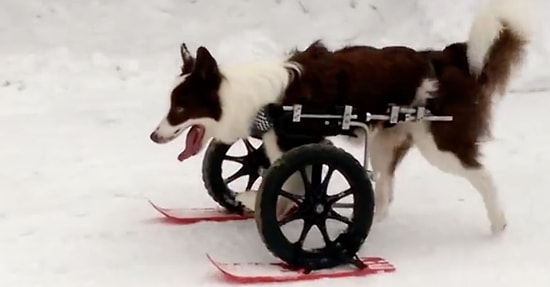 Engeline Rağmen Kayak Yapma Eğlencesinden Mahrum Kalmayan Güçlü Köpek