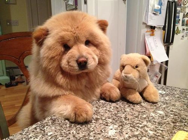 Ebeveynleri bir köpek almaya ikna etme Ebeveynleri bir köpek almaya ikna etme
