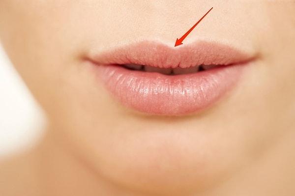 13. Tüberkül: Üst dudağın içe doğru kavisli kısmı.