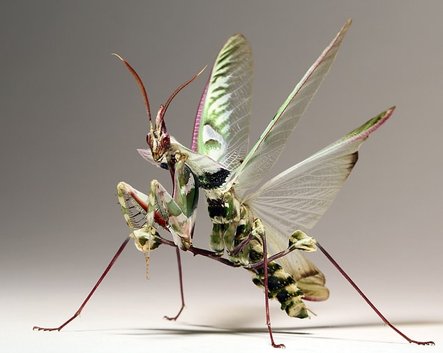 1. 'Idolomantis diabolica' ya da şeytan çiçeği peygamberdevesi, çiçek şekline bürünebilen bir peygamberdevesi türü.