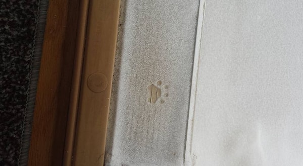 Коты тоже хотят повеселиться в снегопад.