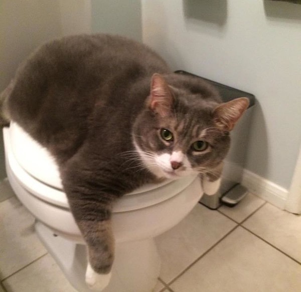 1. "Я очень милый, правда ведь?"