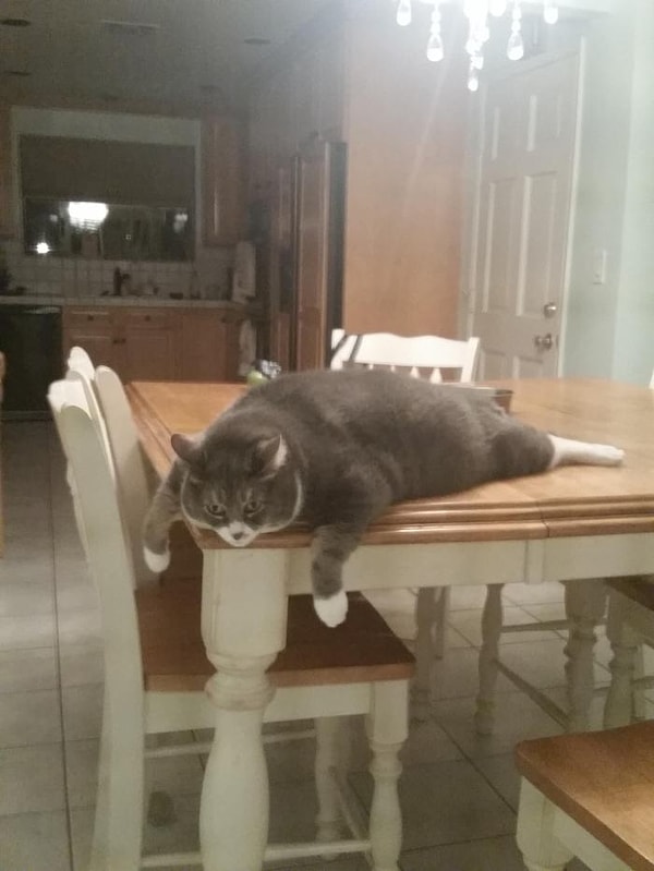 2. "Прикройте меня пуховой шалью, а?"