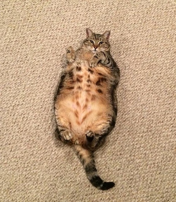 6. "Немного упитанный, в самом расцвете сил. Хочу познакомиться"