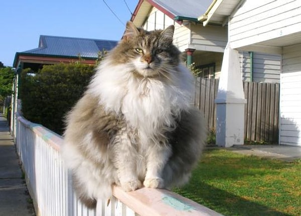 12. "Такому оперению любая сова позавидует"