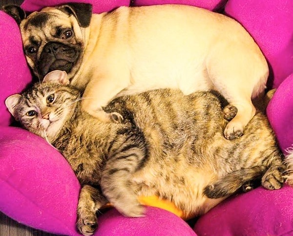 18. "Мы с тобой одной крови, ты и я"