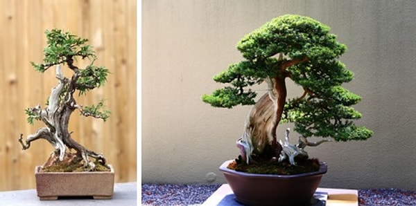 Неприхотливый маленький бонсай – одно из лучших комнатных растений.
