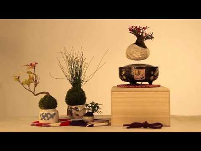 Uçan Bonsai Ağacı Japon Teknolojisini ve Ata Sanatlarını Buluşturuyor