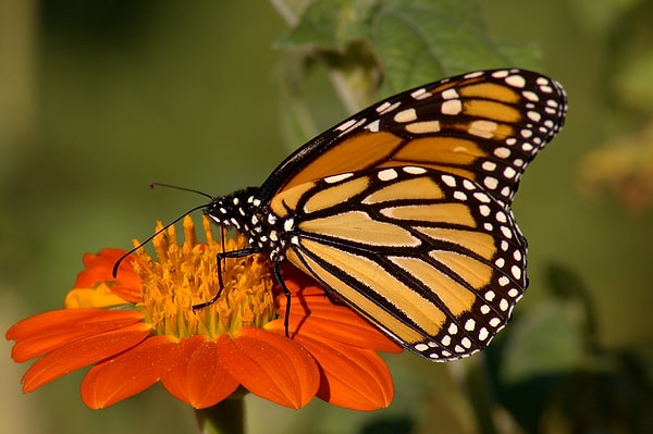 4. Насекомых замораживают в холодильнике на некоторое время, чтобы замедлить их движения и облегчить работу фотографу.