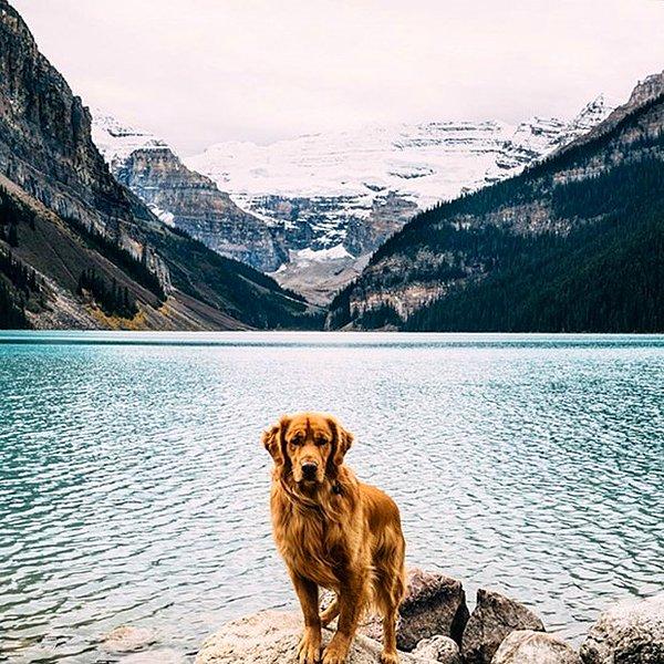8. Aspen, köpeklerin seyahatlerde de insanların en iyi dostu olduğunu kanıtlıyor.