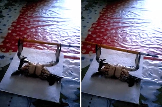 Sizden Daha Sportif Yengeç Benchpress Çalışıyor