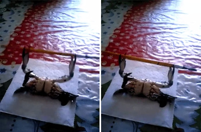 Sizden Daha Sportif Yengeç Benchpress Çalışıyor