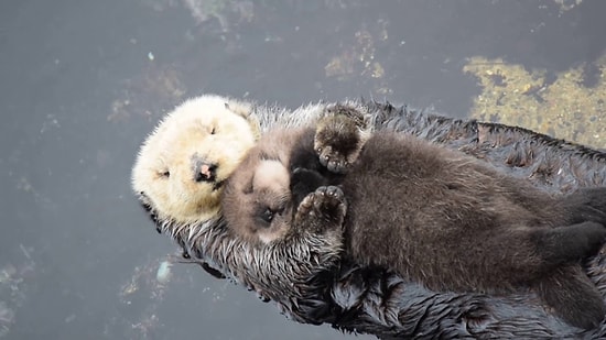 Minnoşluk Patlaması: Annesinin Kucağında Uykuya Dalmaya Çalışan Su Samuru