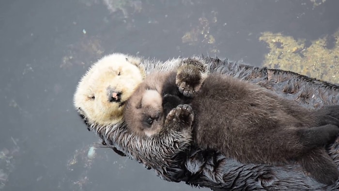 Minnoşluk Patlaması: Annesinin Kucağında Uykuya Dalmaya Çalışan Su Samuru