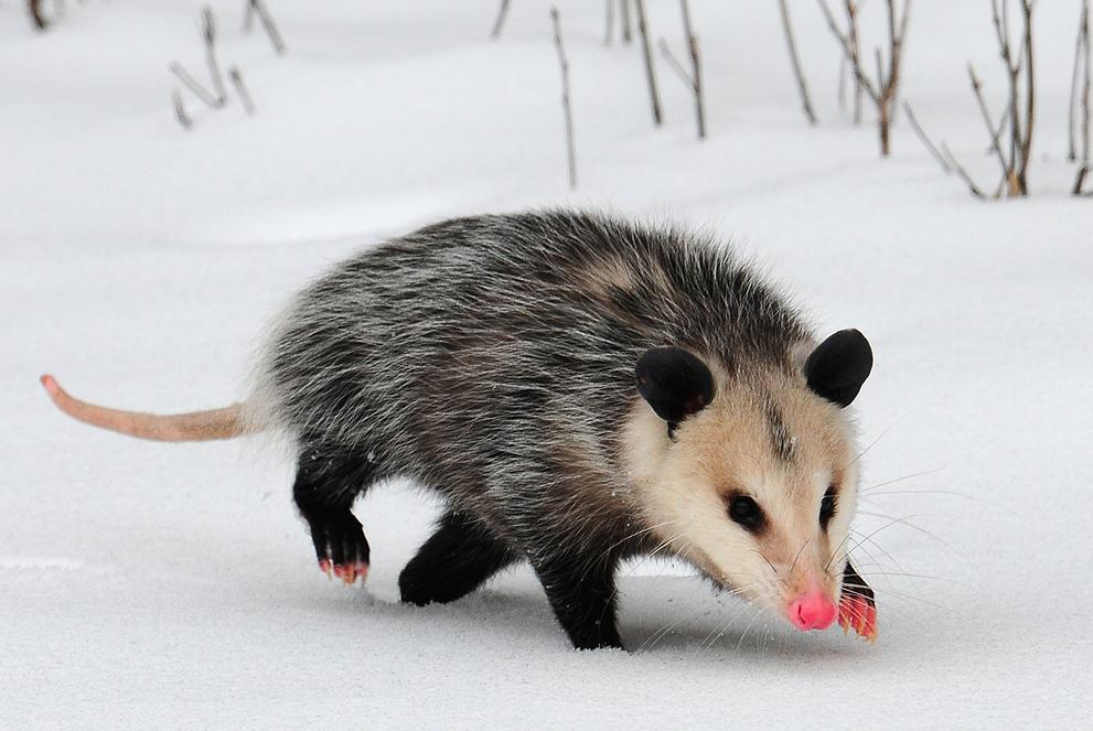 Opossum Zoru Gördü mü Ölü Taklidi Yapıyor, Opossum Akıllı, Opossum Gibi