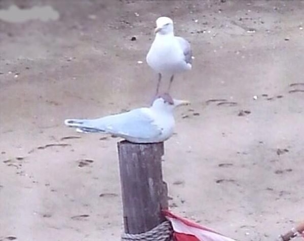 14. Стоит тебе только отойти в туалет, она тут же спешит занять твое место: