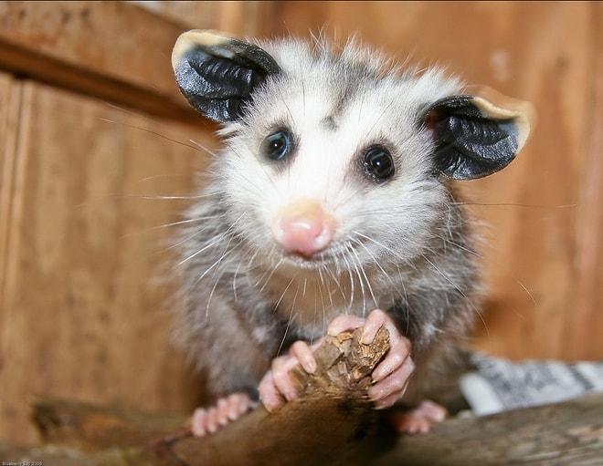 Opossum Zoru Gördü mü Ölü Taklidi Yapıyor, Opossum Akıllı, Opossum Gibi Ol