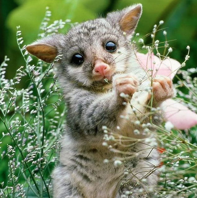 25. Opossum, sevimli, akıllı, dürüst, dost canlısı, cingöz gibi bir hayvan... Opossum gibi ol.